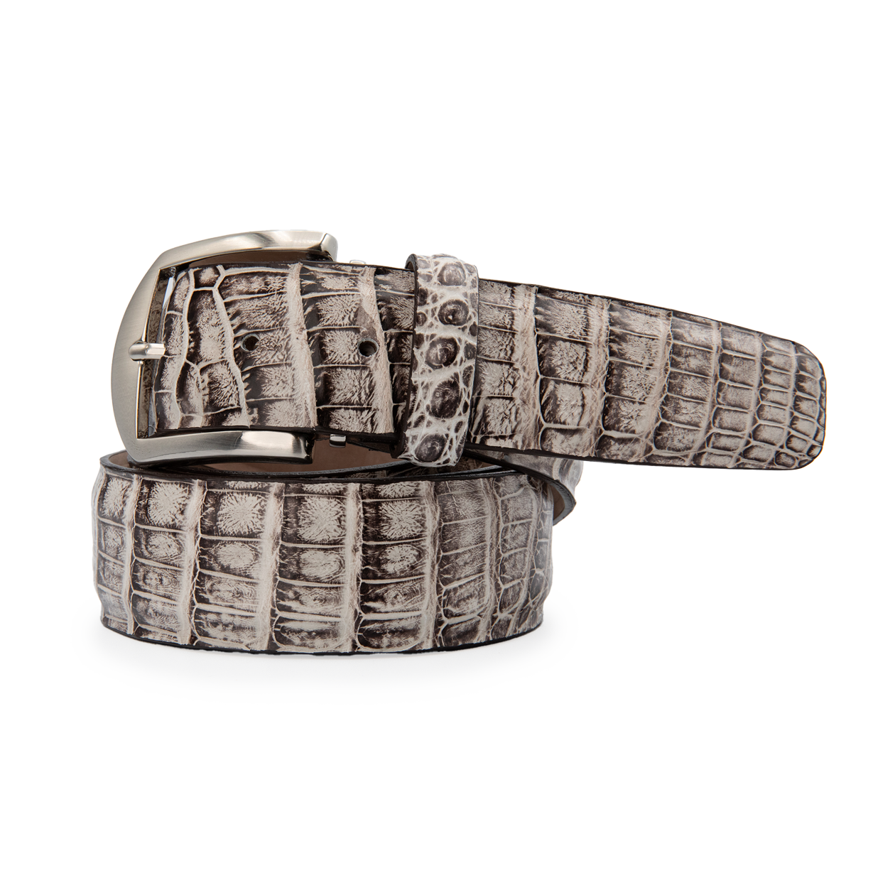 Caiman Crocodile - Chalk