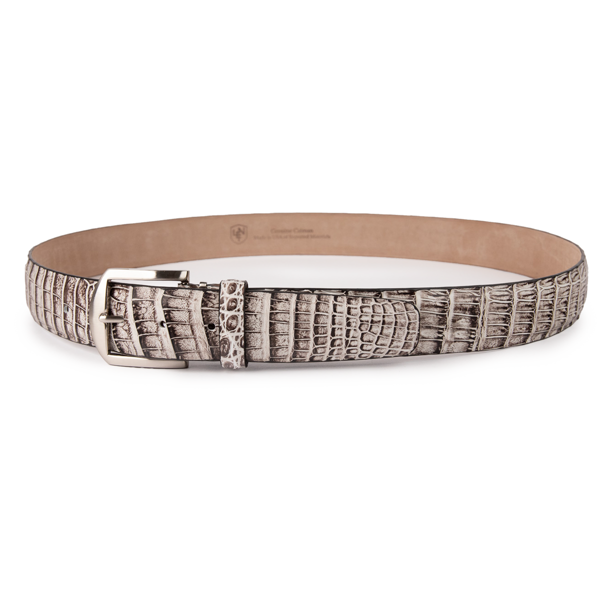 Caiman Crocodile - Chalk