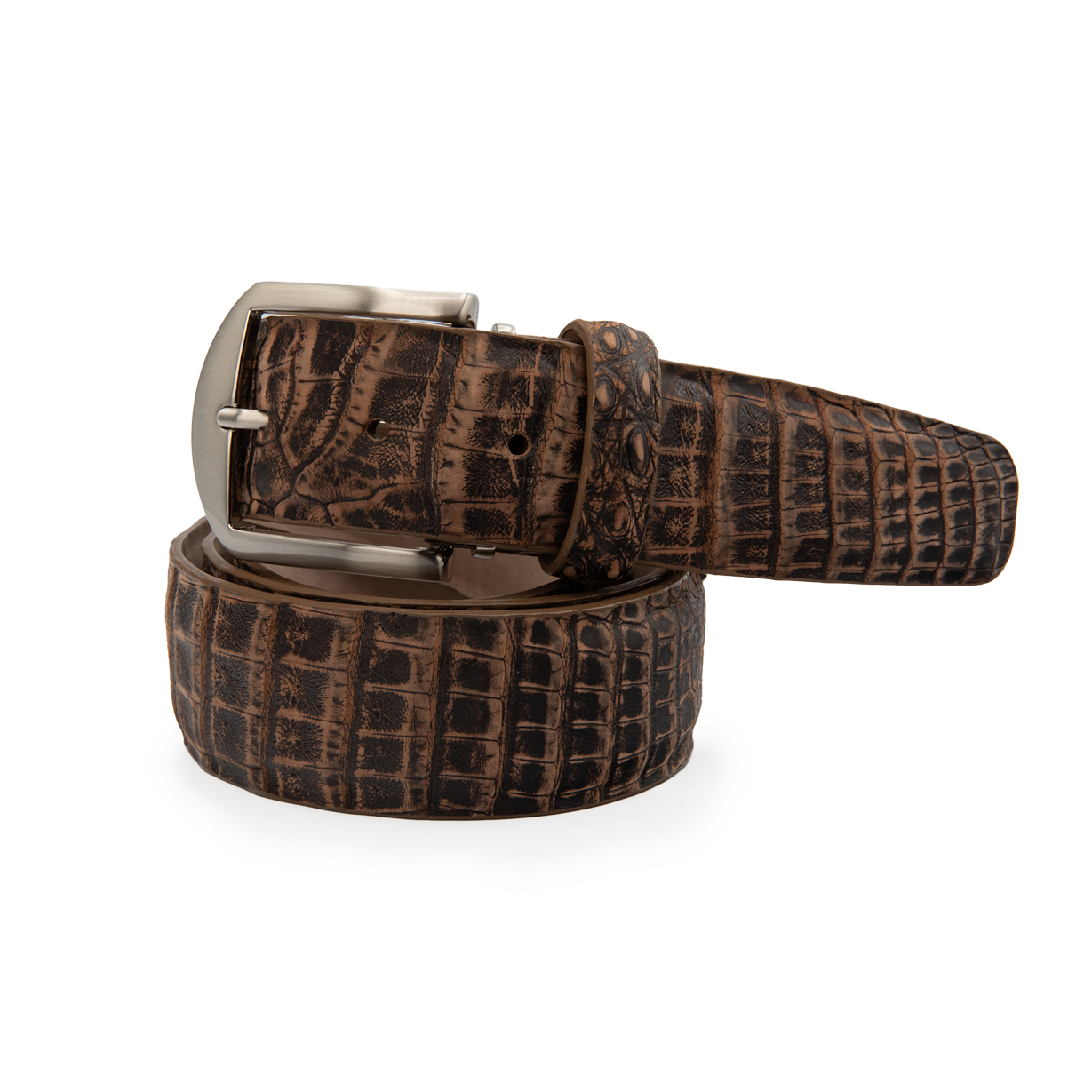 Caiman Crocodile - Cigar
