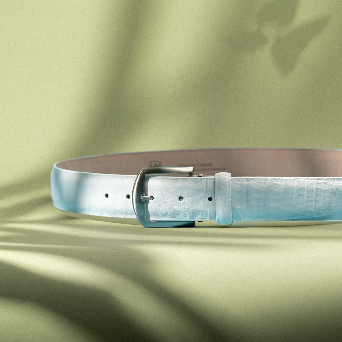 Caiman Crocodile - White